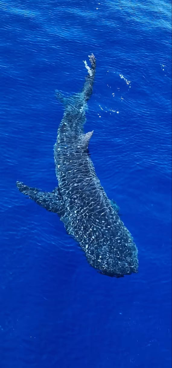 Whale shark