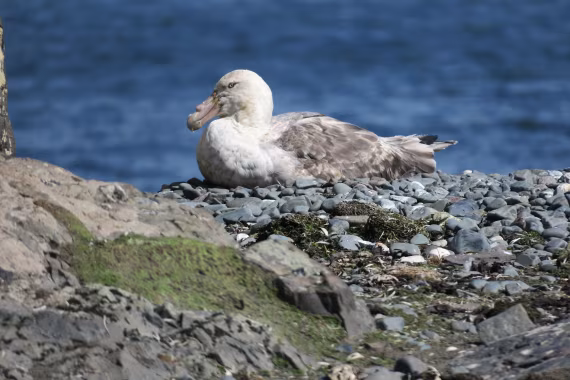 Albatross chilling