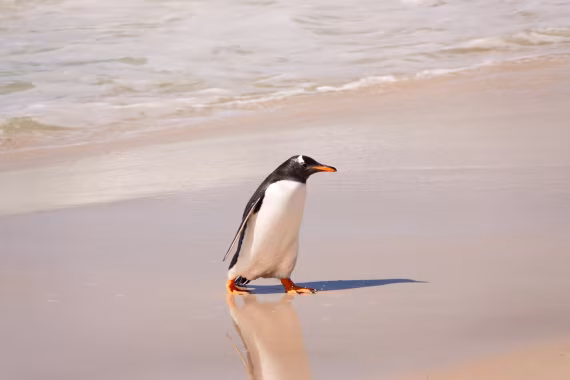 happy gentoo