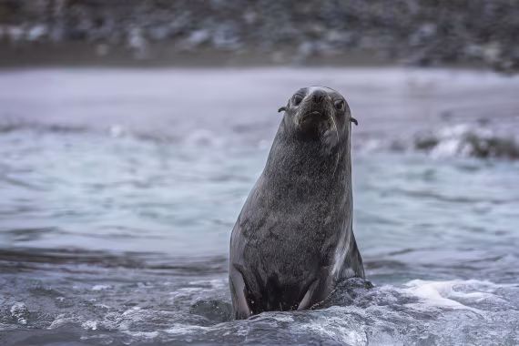 Antarctic fur seal portrait