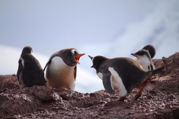 Domestic dispute
