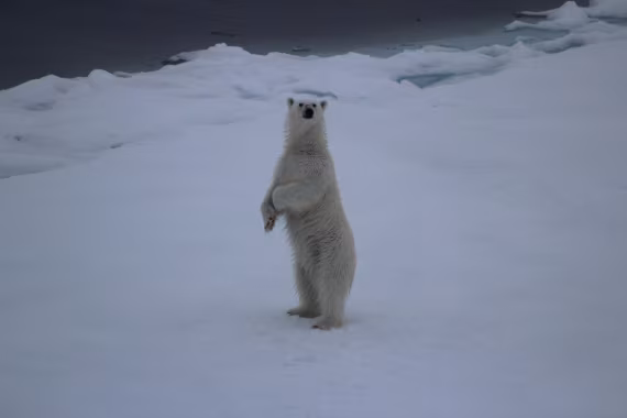 White Monarch Rising – at 82° North (part 3)