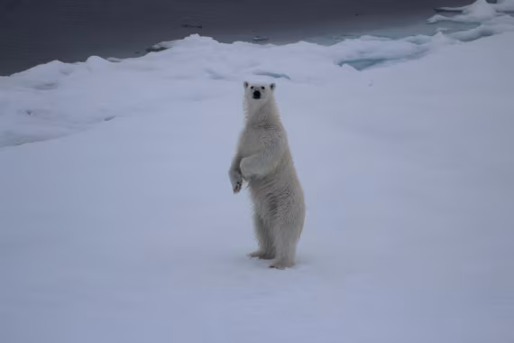 White Monarch Rising – at 82° North (part 4)