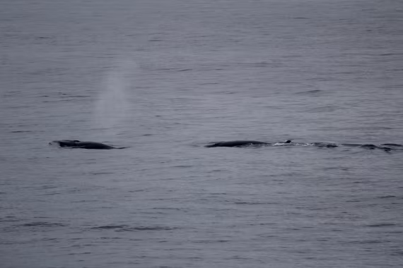 Sei whales surfacing at 78° North (heading from Isfjorden into Greenland Sea near Prins Karls Forland)