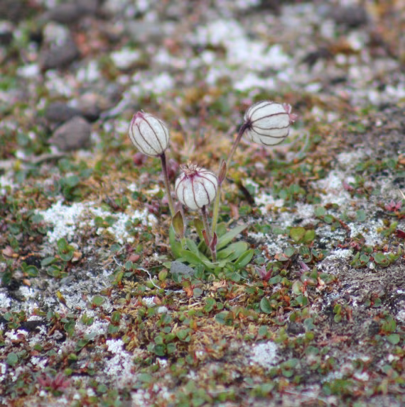 Arctic resilience in bloom (Sundneset)