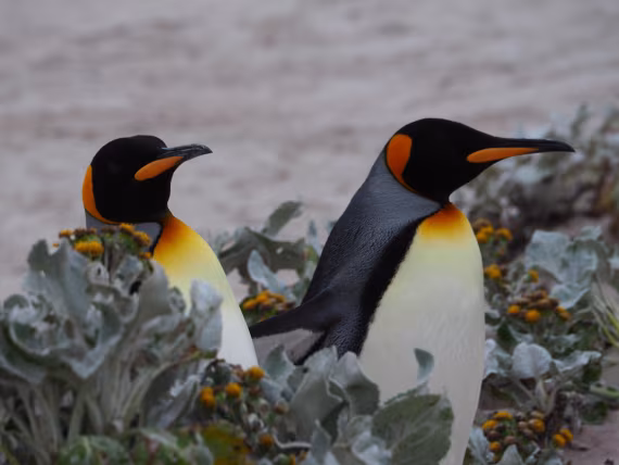King Penguins