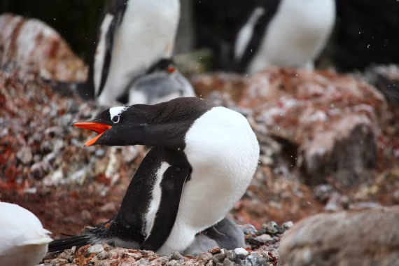 Stay away from my babies