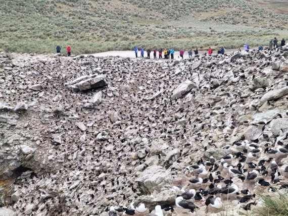 Look closer, all birds around the cliff at New Island