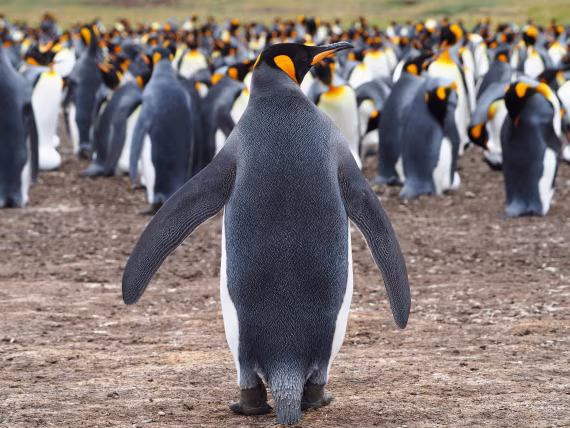 Penguine  colony in Volunteer Point