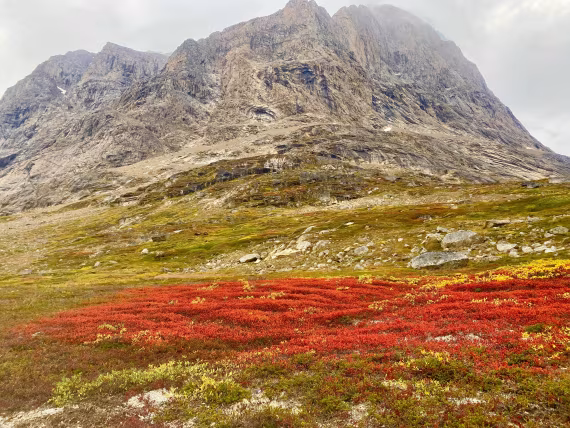 Red carpet in Greenland