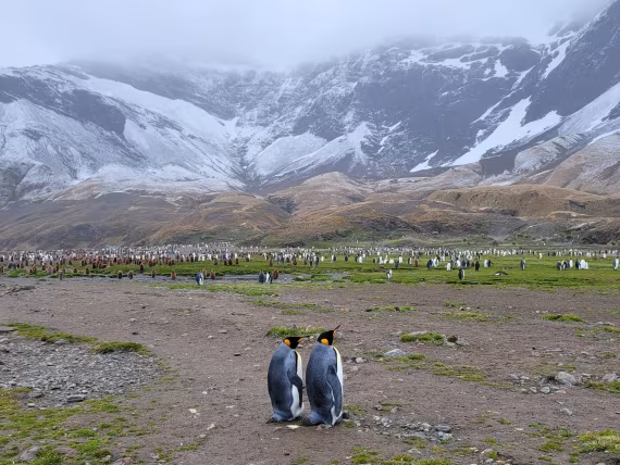 Try to believe in a monogamous marriage because no one teaches the penguins to do that.