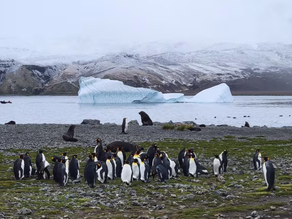 Beautiful Mountain, Beautiful Ice and Beautiful Penguins @Fortuna Bay