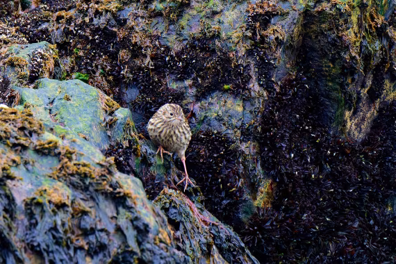 South Georgia Pipit