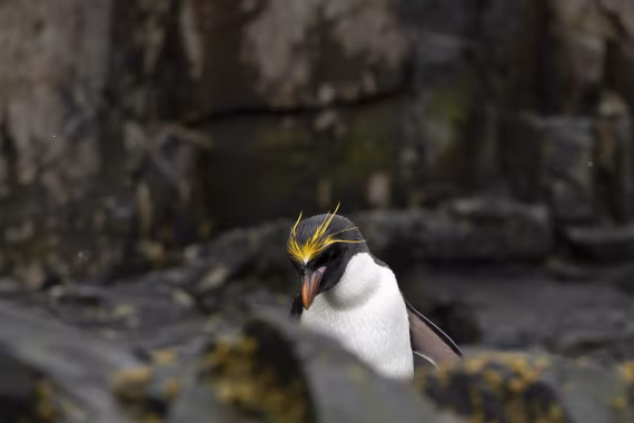 Macaroni pinguïn at Hercules Bay