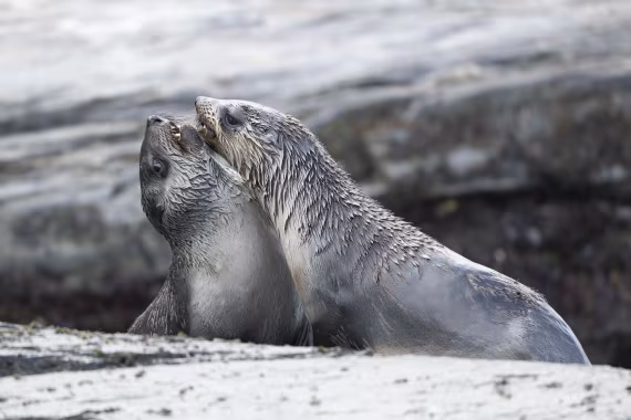 Young furseals playing together on the beach of St Andrew’s Bay,South Georgia
