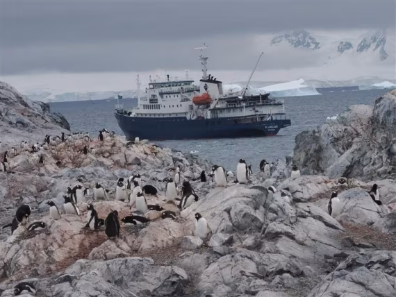 Plancius and gentoos