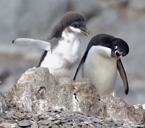 "It's Krill, not kill"