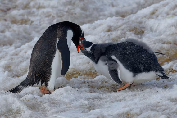 Feeding krill mouth-to-mouth to the little penguin