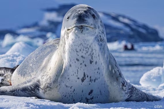 Does they smell good ?