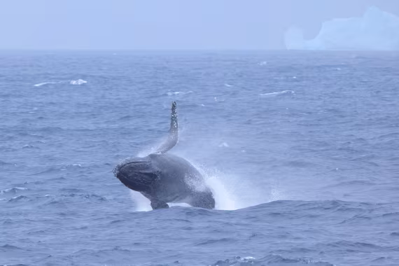 Breaching Humpback