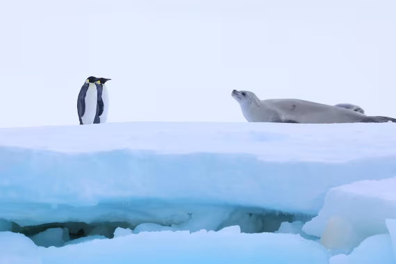 Emperors meet Crabeater Seal