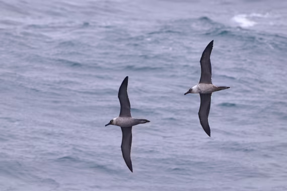 Light mantled sooty albatross pair