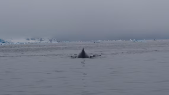 Humpback from the back