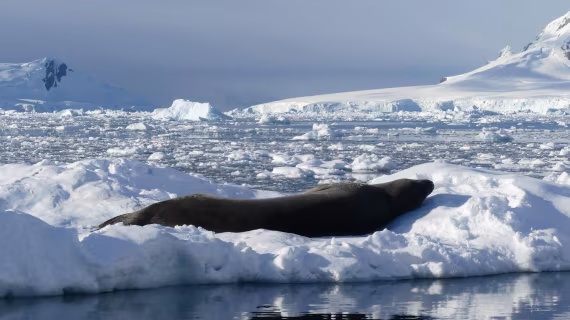 Sunbathing @Paradise Bay stony point