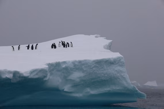 penguins on glacier