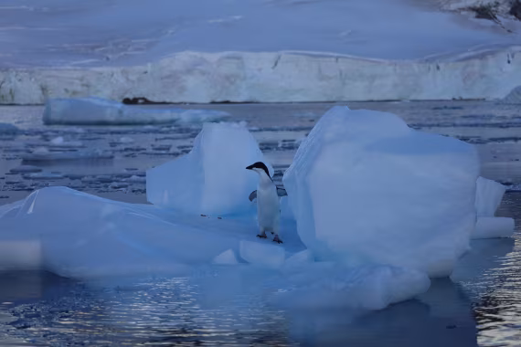 penguins on ice