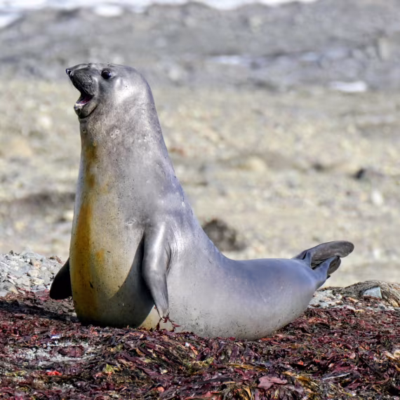 Elephant Seal