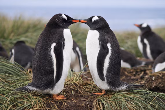 Gentoo Penguins: A moment of connection