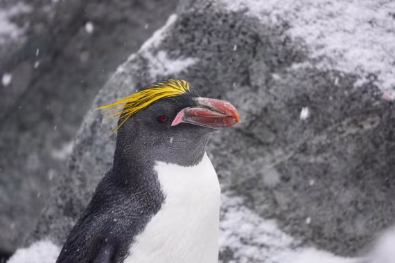Macaroni Penguin - Half Moon Island