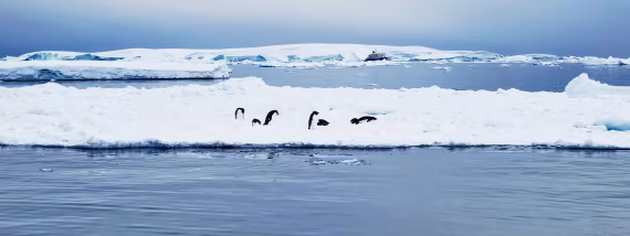 penguin
