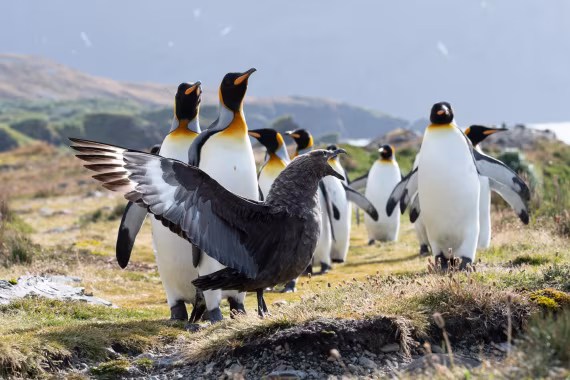 penguins and skua, fortuna bay