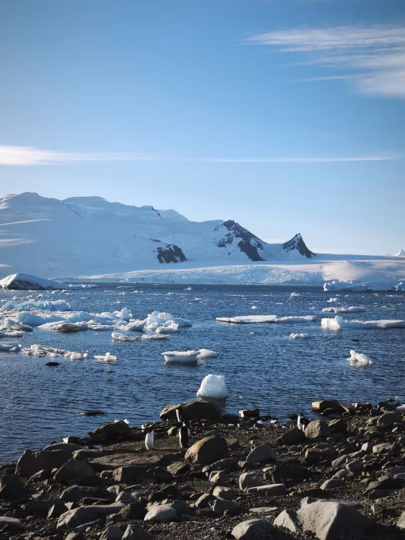 Penguins and Icebergs