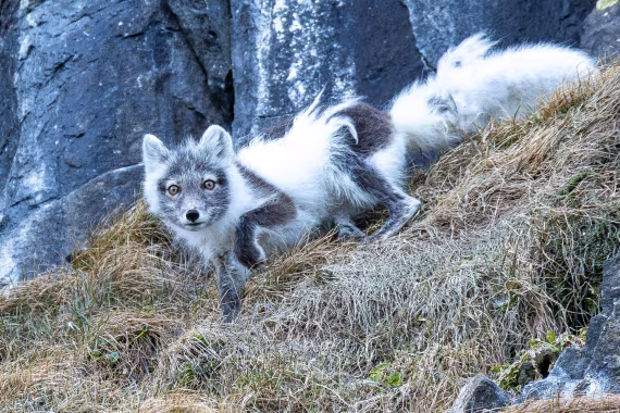 Spitsbergen  5.-12.06.2026
