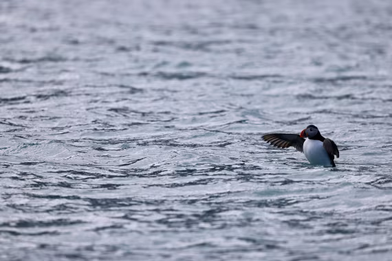 Summer Puffin