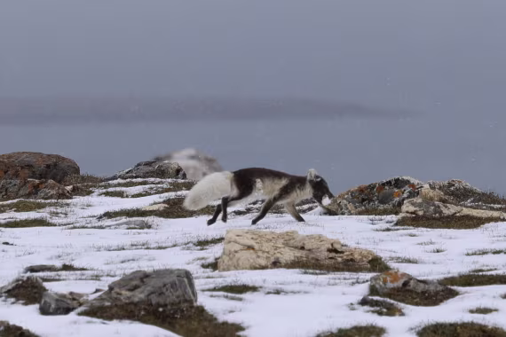 Arctic fox