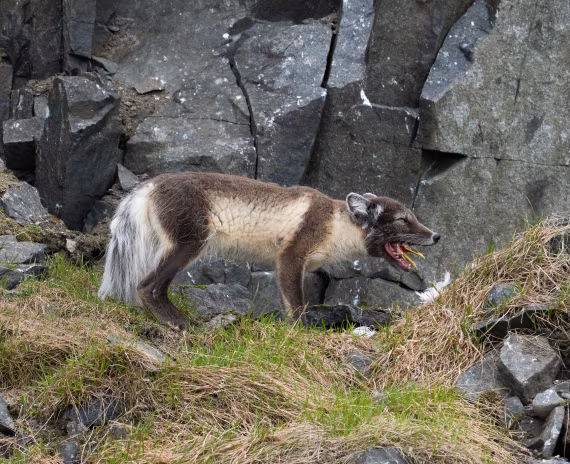Alien-Svalbard