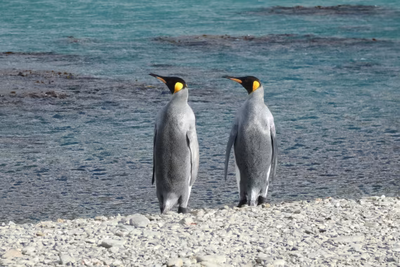 Königspinguine