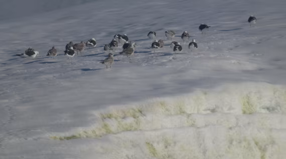 Vogelschwarm