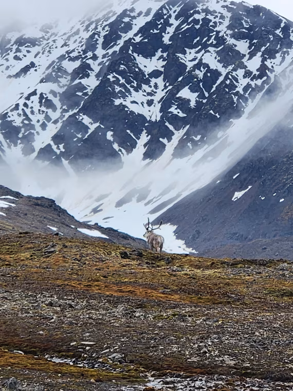 Spitzbergen jun2026