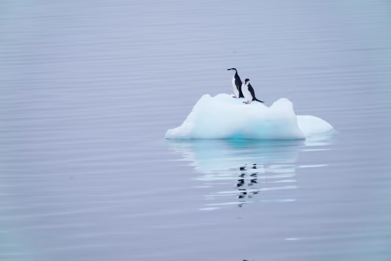 Seals and Penguins chatting