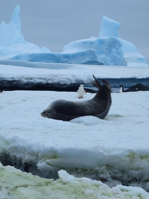 Ice World