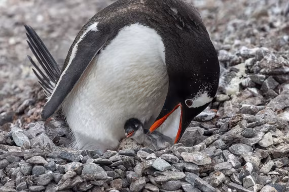 A Precious Arrival