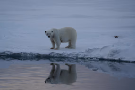 Polar Bear