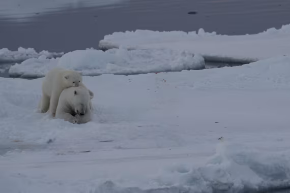 Polar Beat