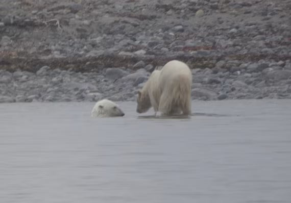 Mum & Cub
