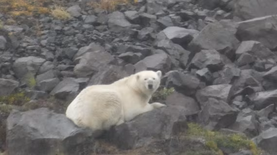 polarbear